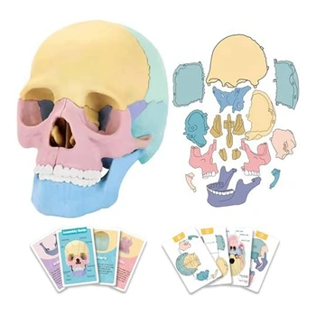 1 комплект Анатомической модели черепа, Анатомический пазл с черепом, Съемная Мини-модель черепа человека, Силикагель